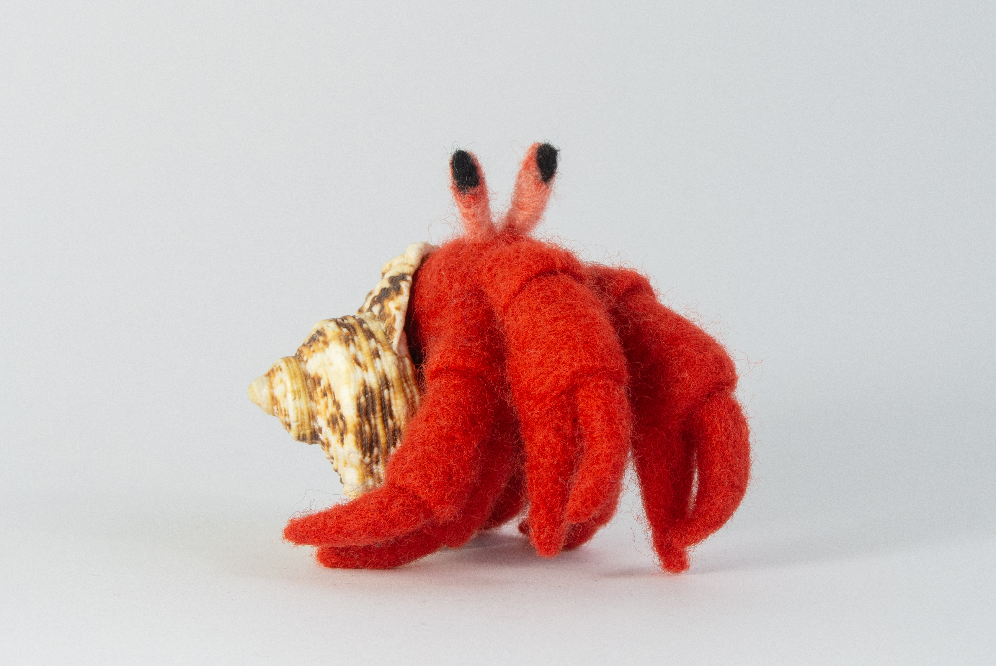 Gefilzter roter Einsiedlerkrebs in einer Muschel