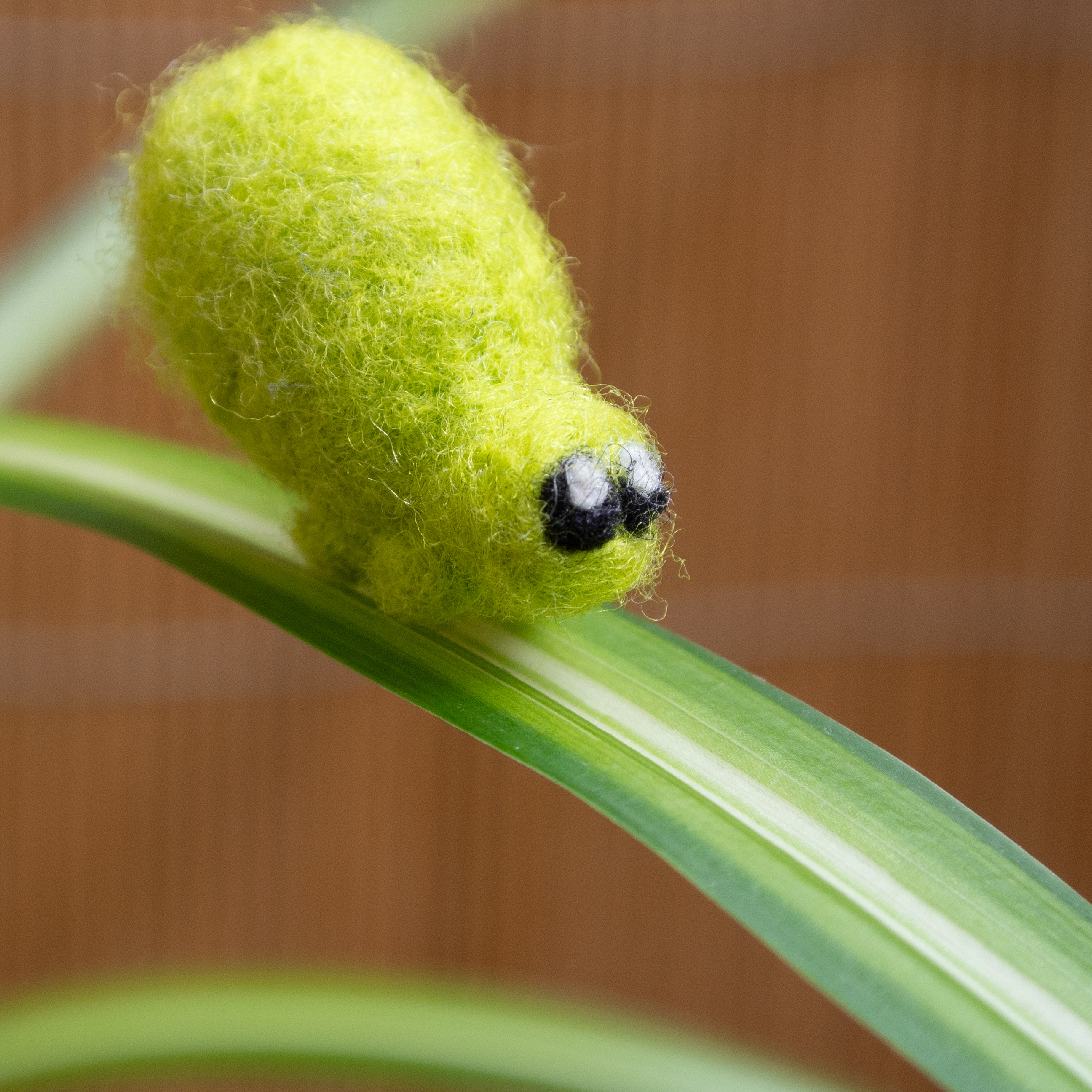 Gefilzte grüne Blattlaus sitzt auf Pflanzenblatt