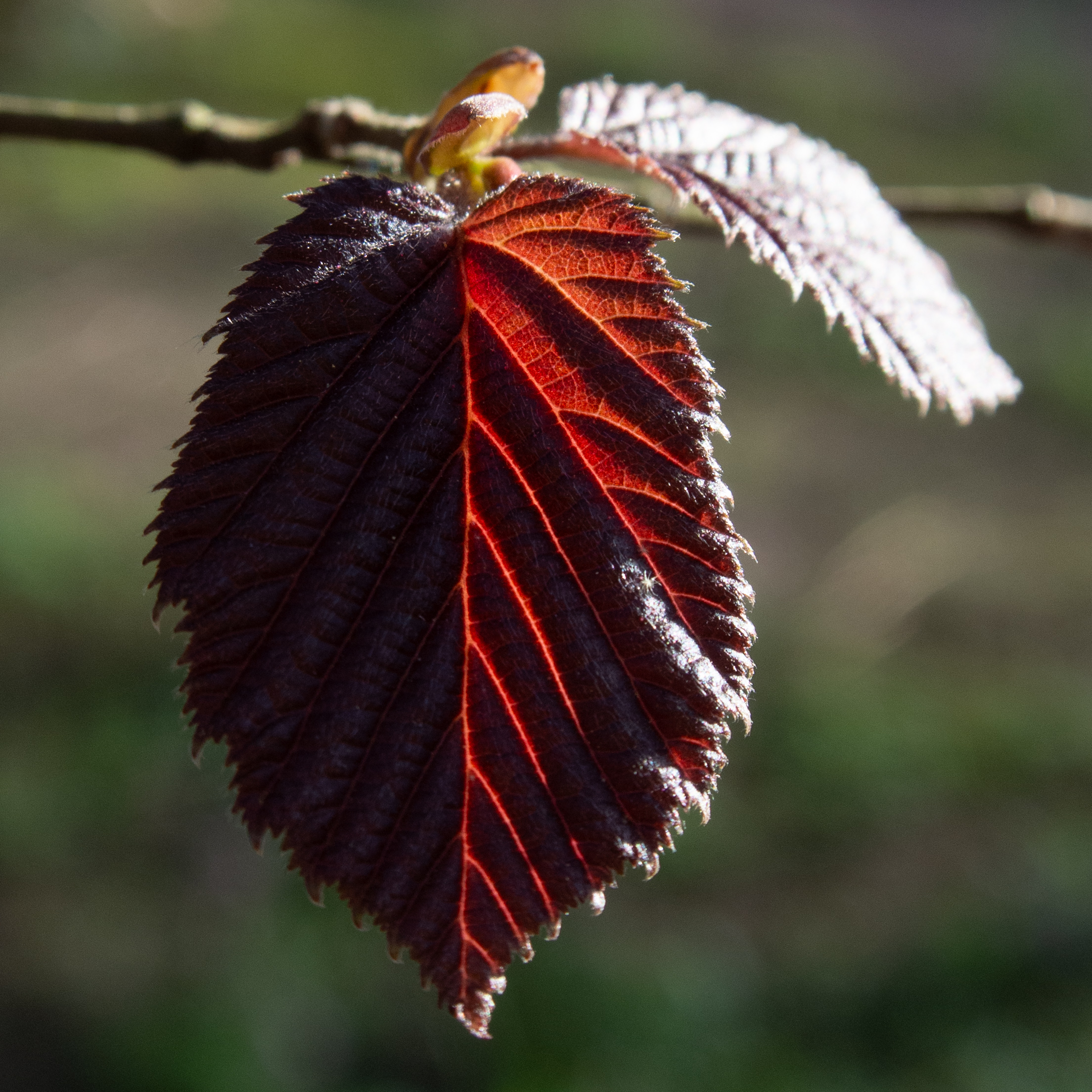 Fotografie von Blutbuchenblättern in der Sonne