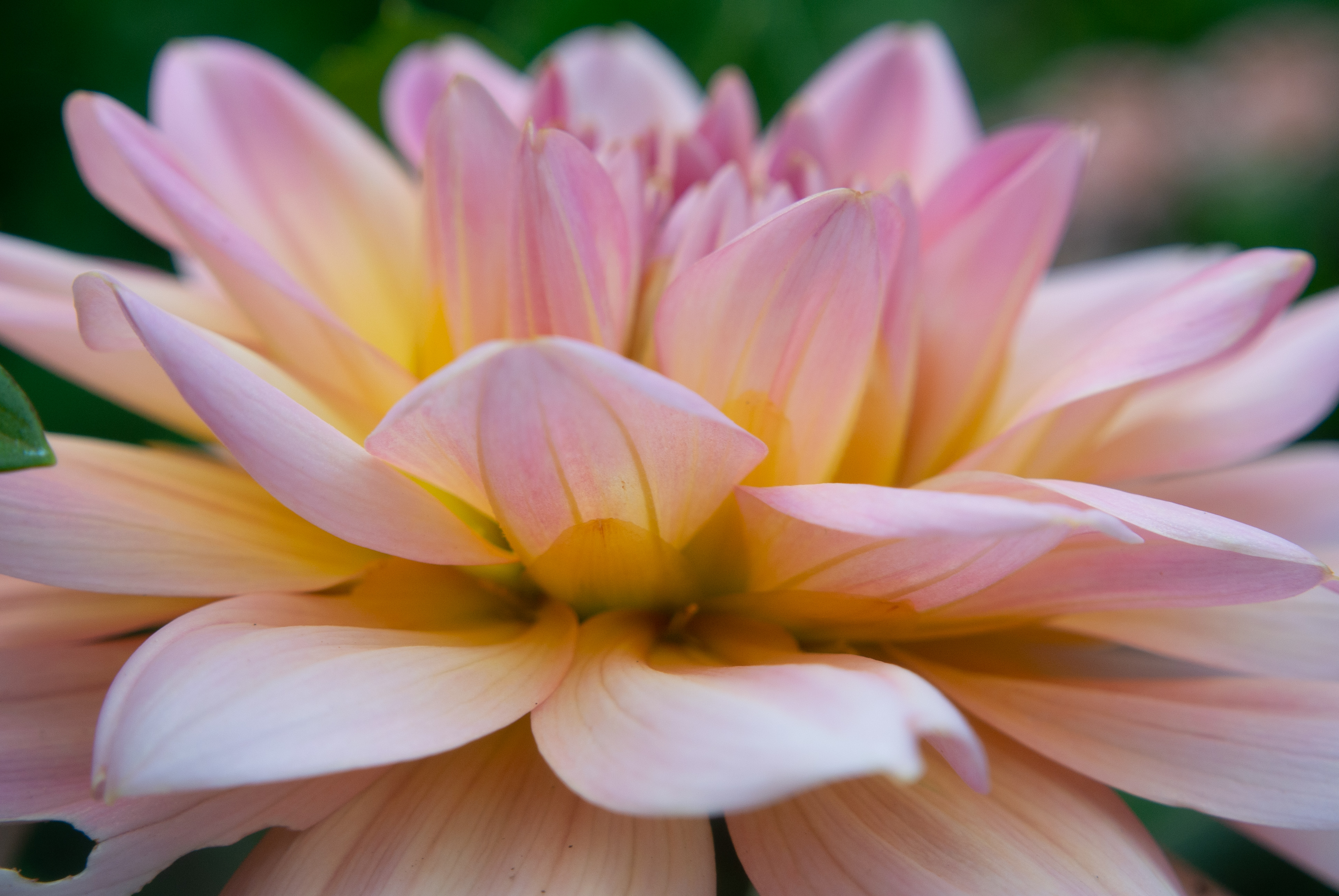 Nahaufnahme einer rosafarbenen Dahlienblüte vo der Seite