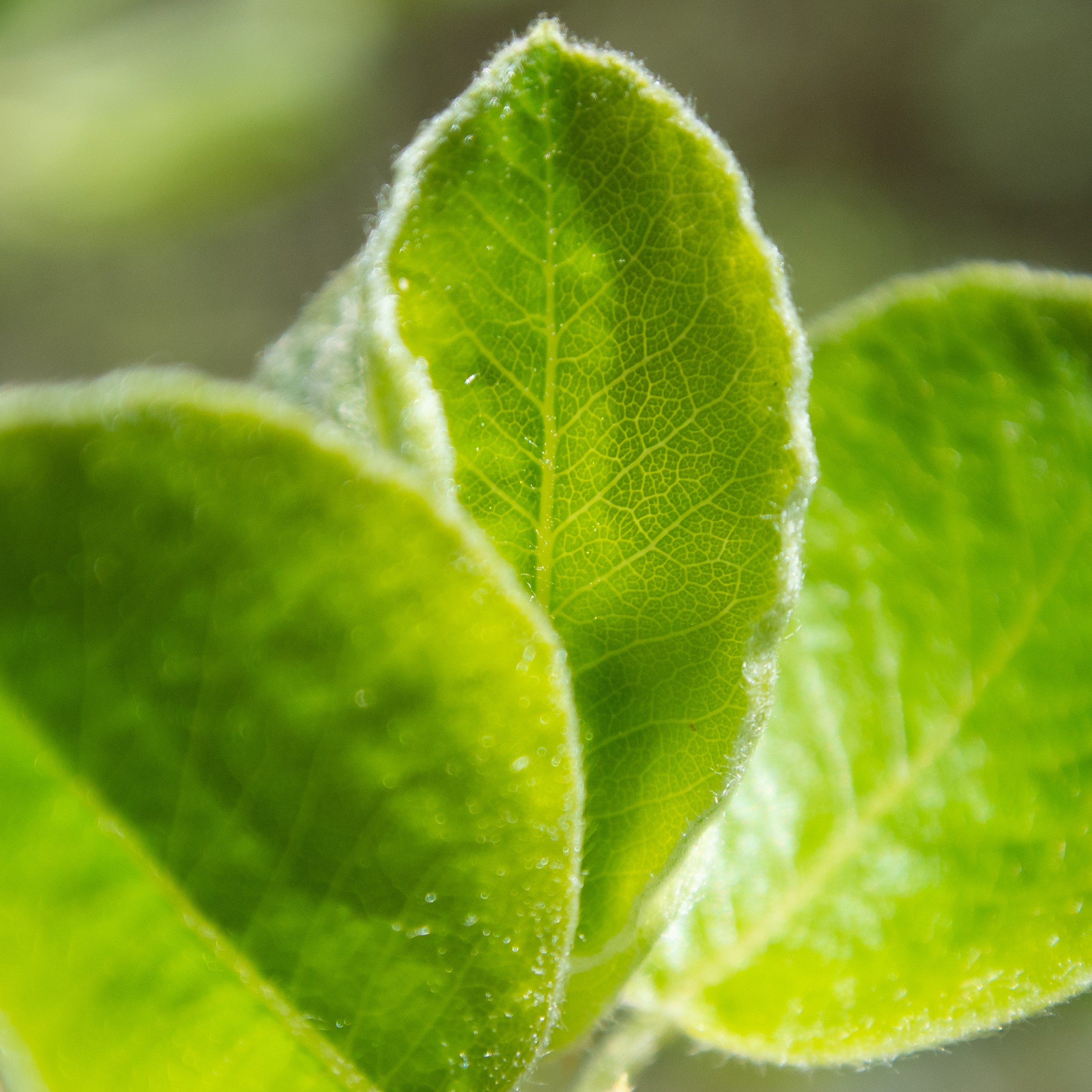 Nahaufnahme von drei leuchtend grünen Blättern in der Sonne
