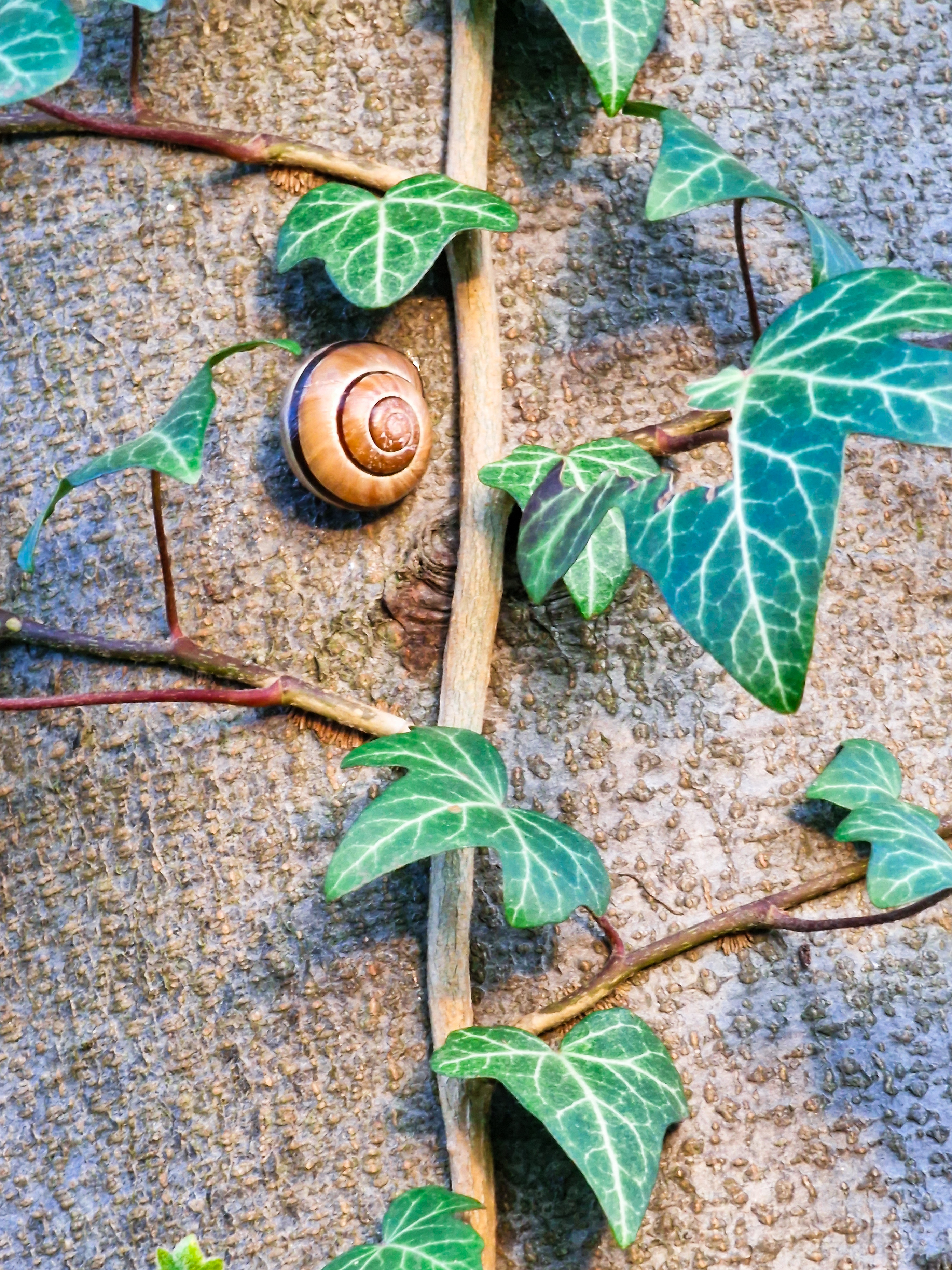 Foto eines Efeuzweiges an einem Baumstamm mit einem Schneckenhaus zwischen den Blättern