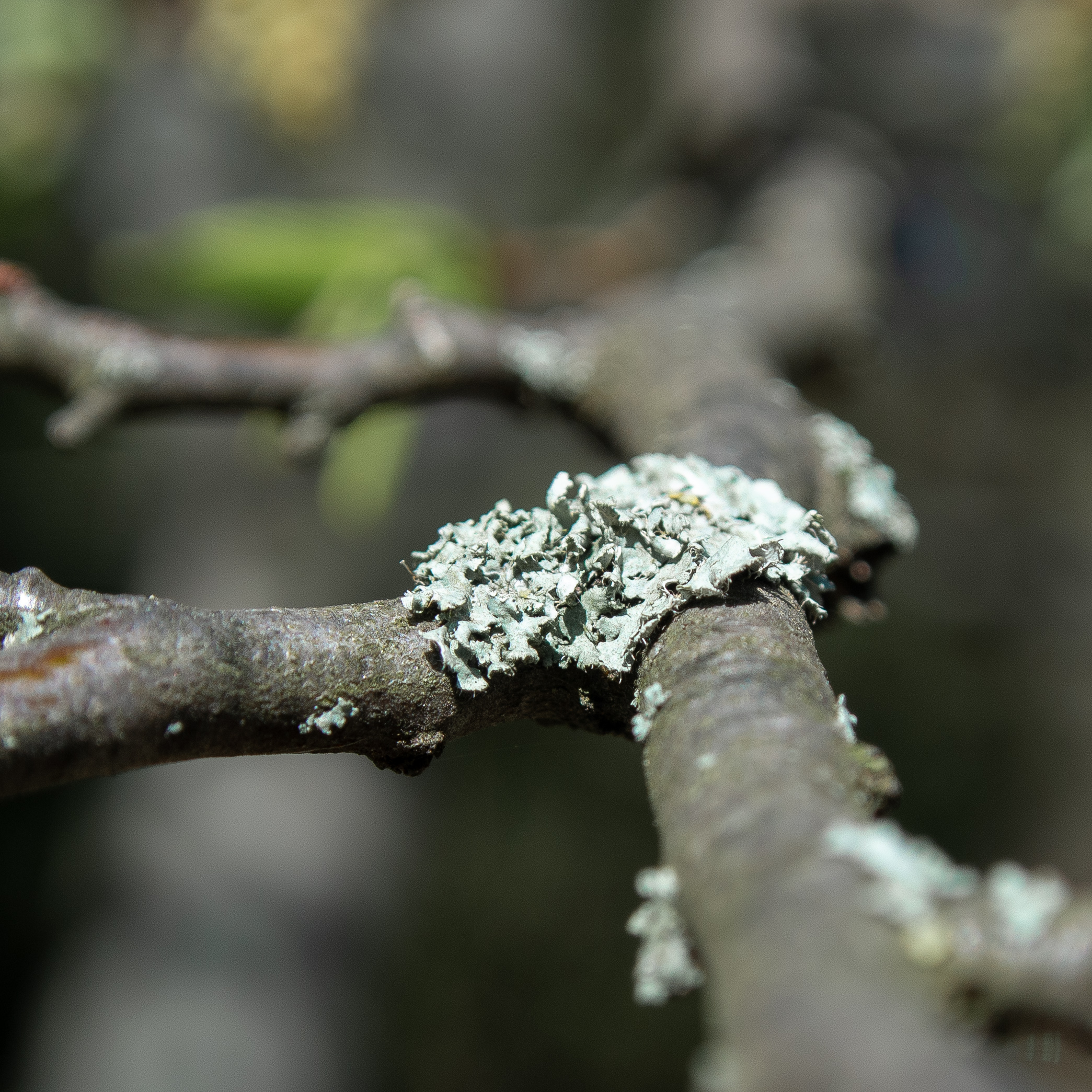 Makroaufnahme einer silberblauen Flechte auf einer Zweiggabelung