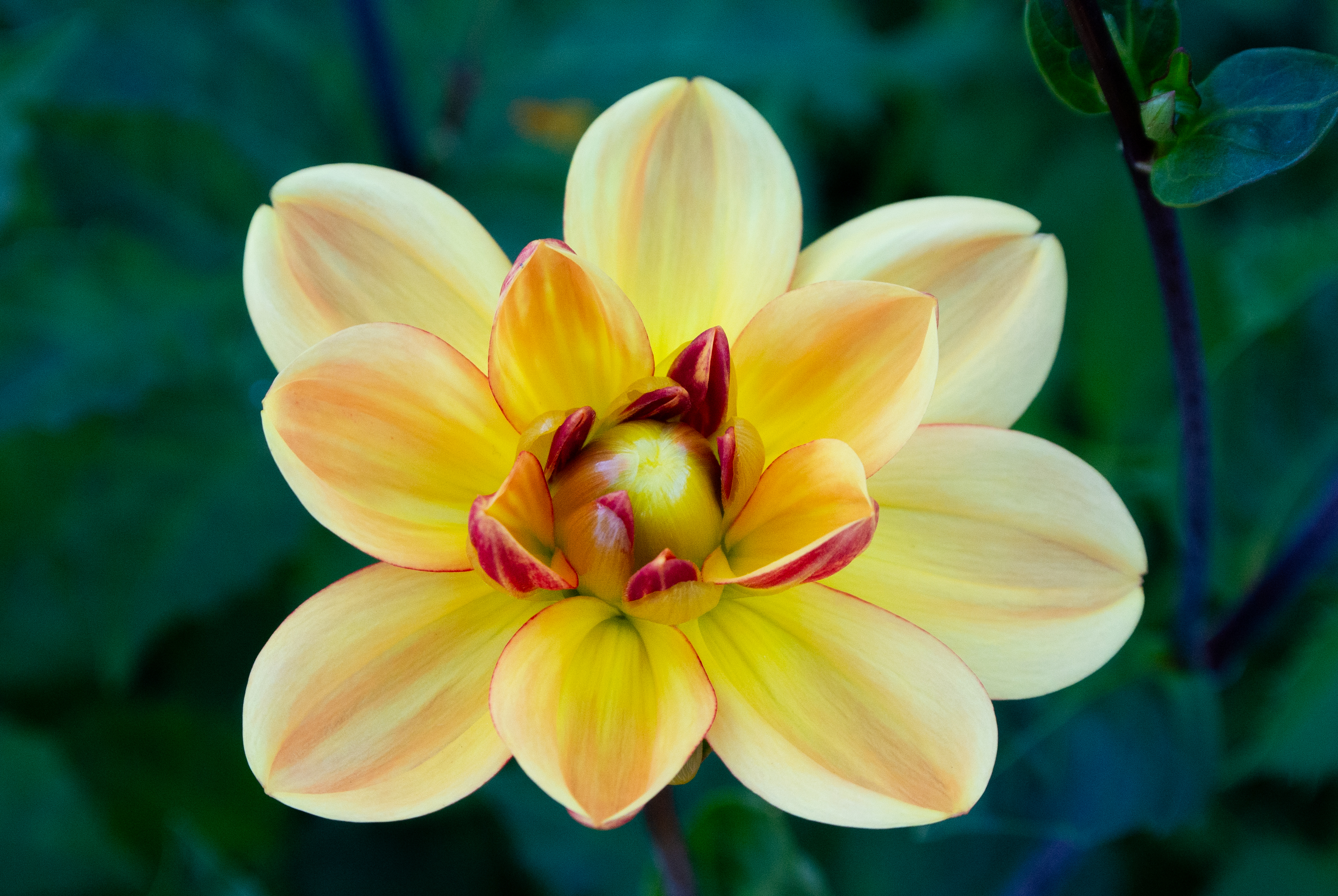 Fotografie einer gelben Blüte