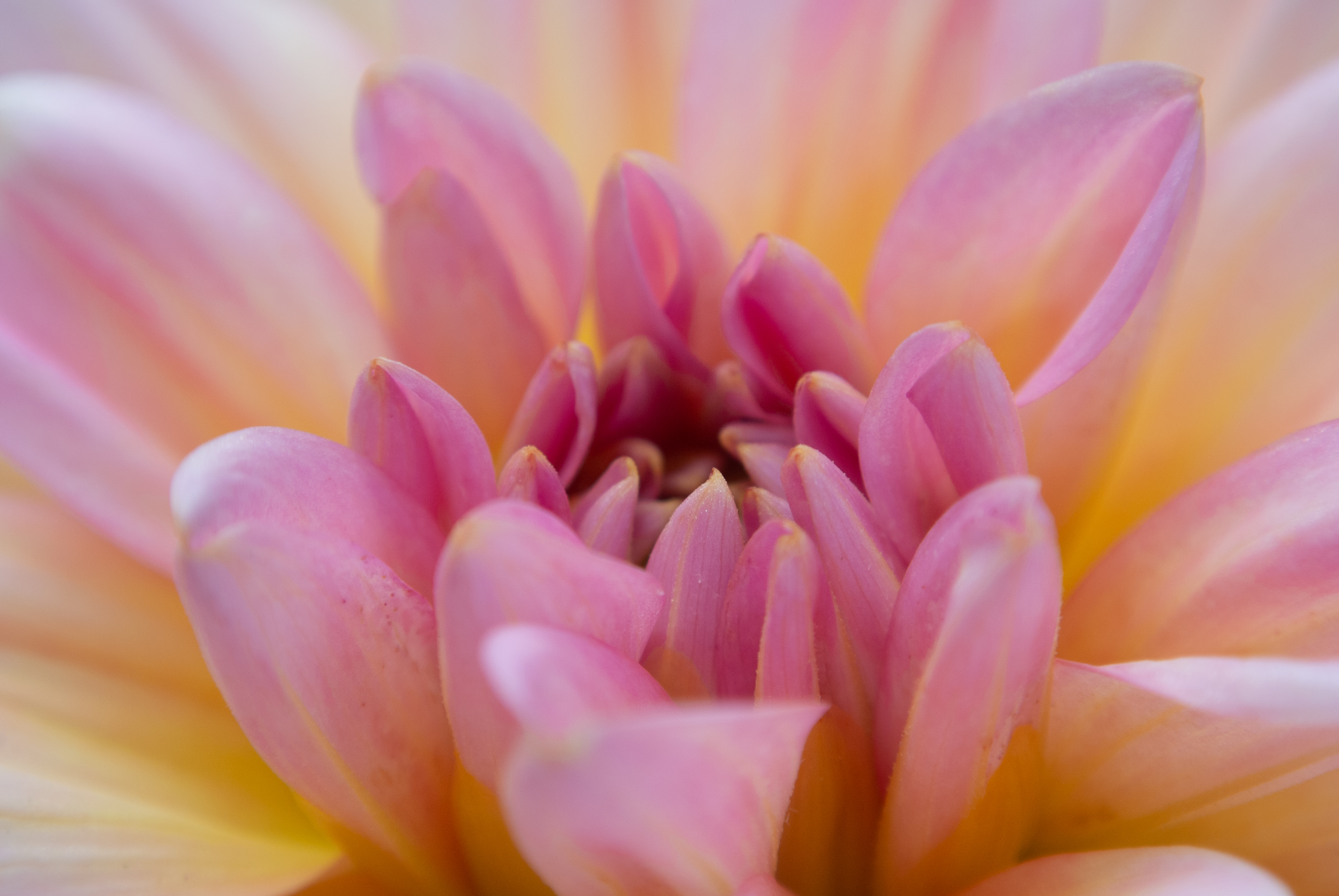 Nahaufnahme der Mitte einer rosafarbenen Dahlienblüte