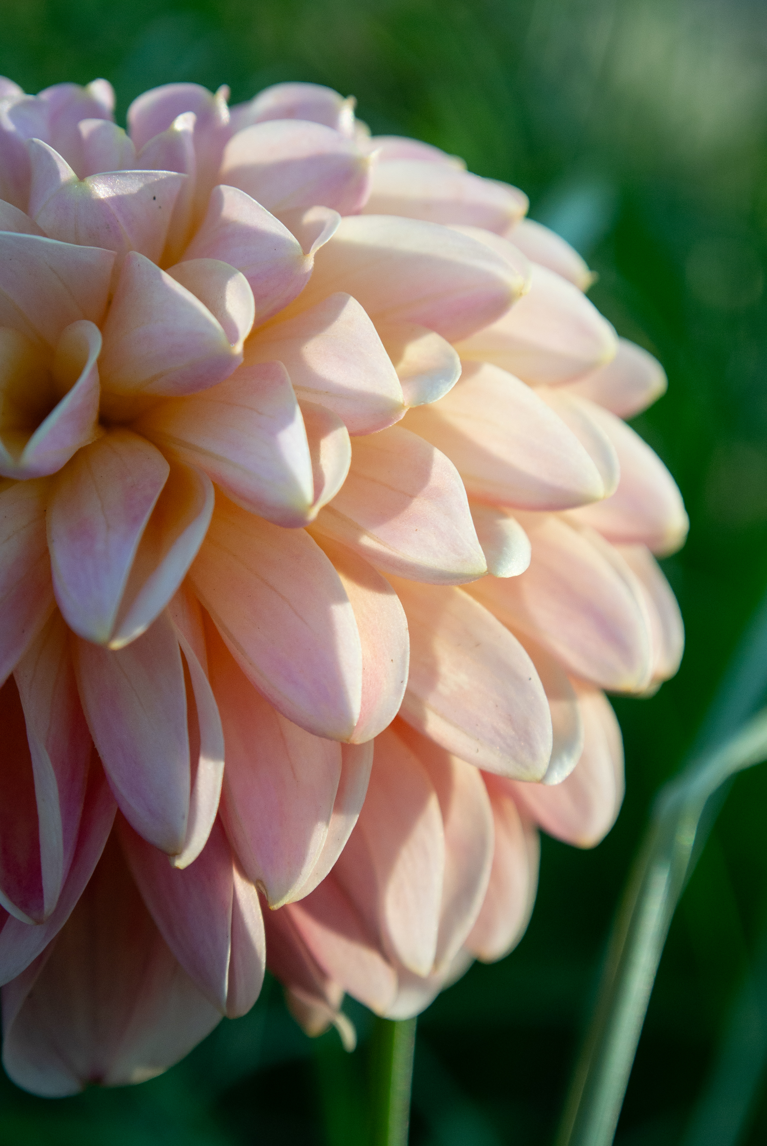 Foto einer halben, rosafarbenen Dahlienblüte