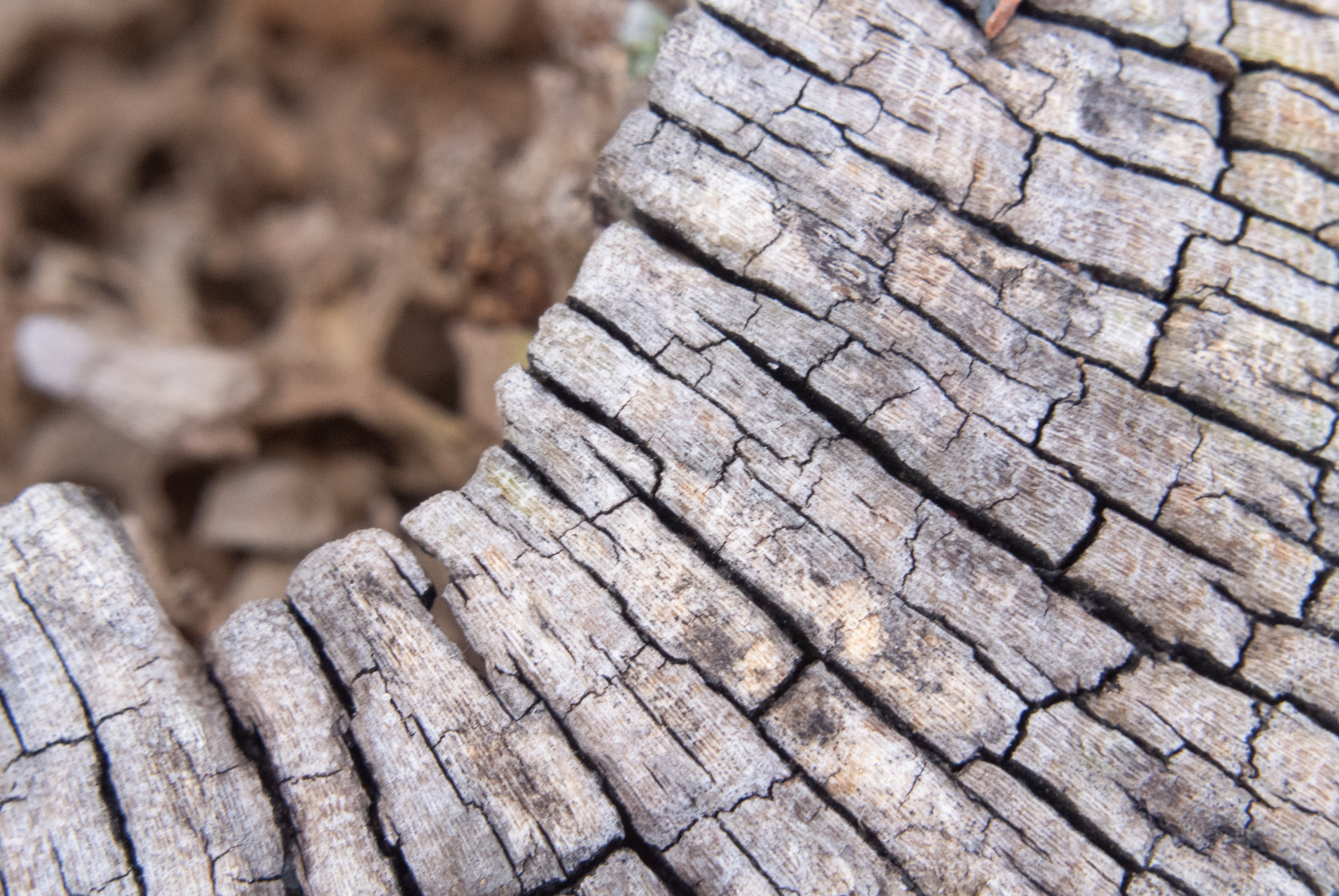 Nahaufnahme von Rissen in der Schnittfläche eines Baumstamms