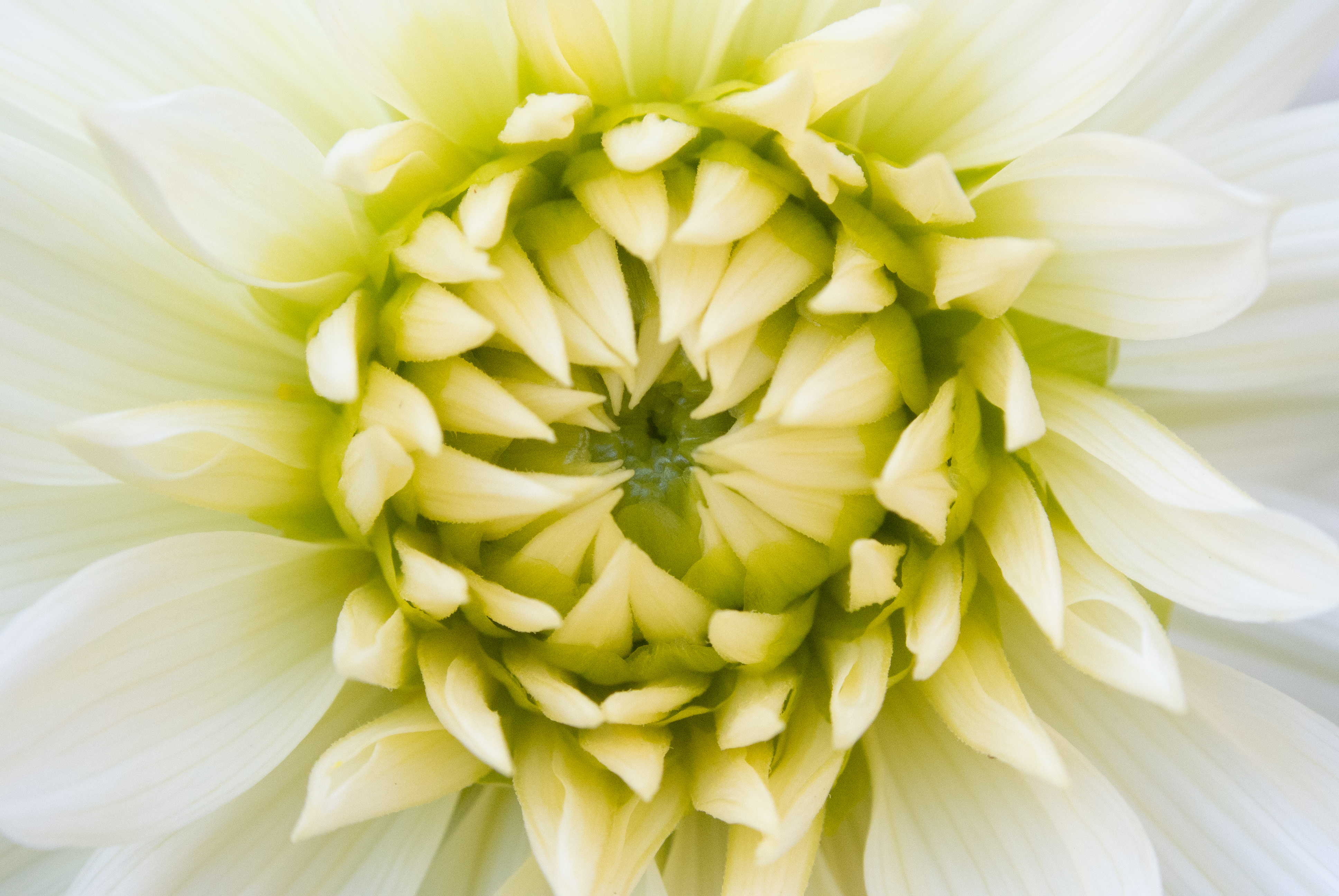 Foto einer weiß-grünen Dahlienblüte